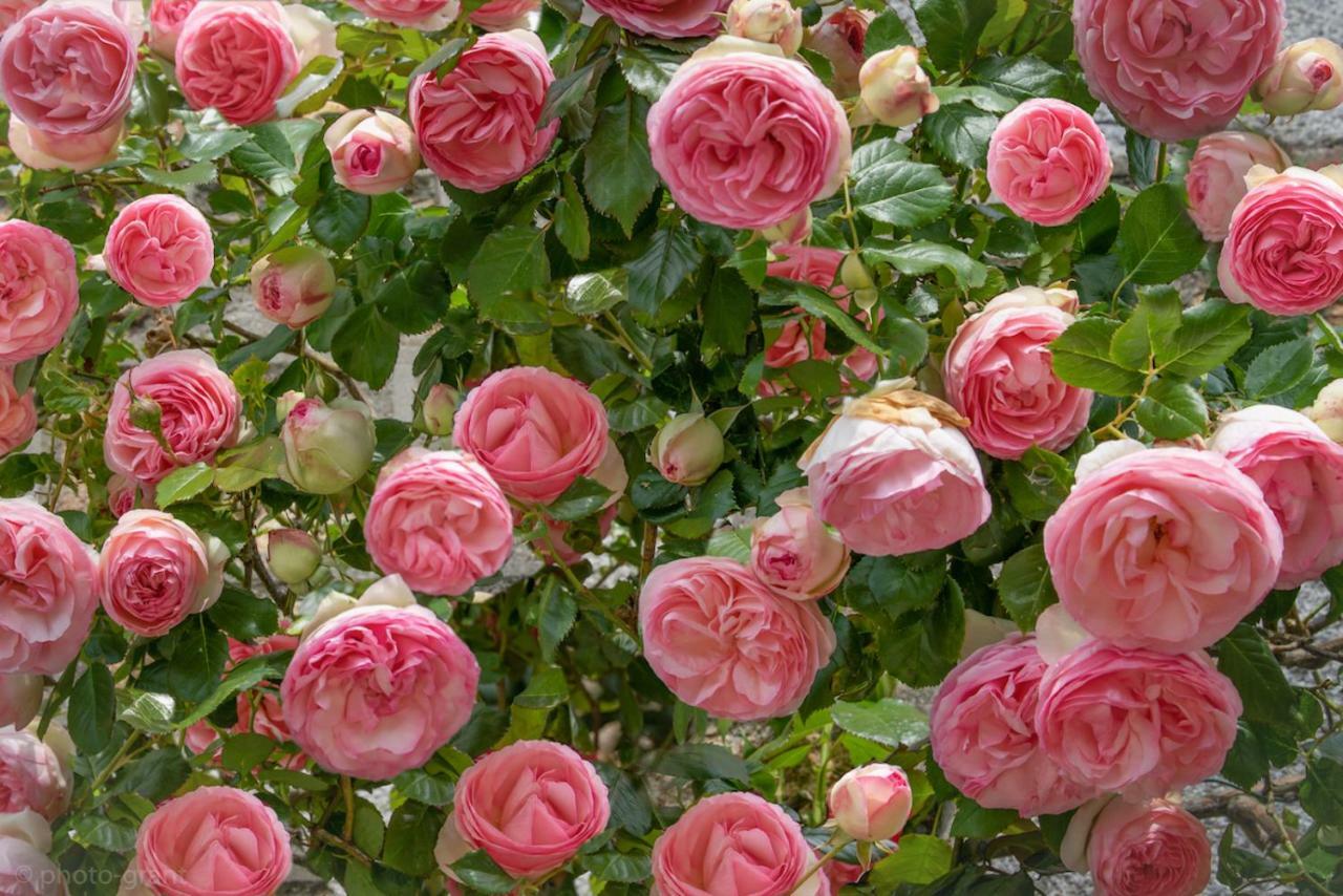 Maison D'Hotes De Charme La Rose De Ducey Pres Du Mont Saint Michel 외부 사진